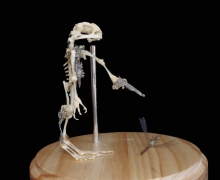 amphibious-cochranella-machina