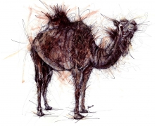 Camel Standing. Framed size 950x745mm