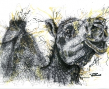 Camel. Framed size 575x450mm